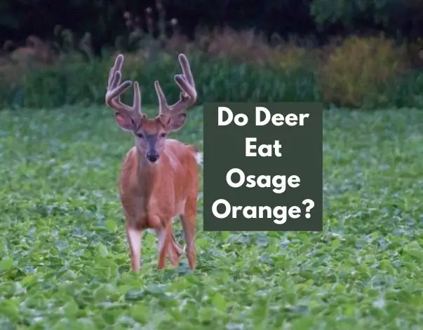 Do Deer Eat Osage Orange