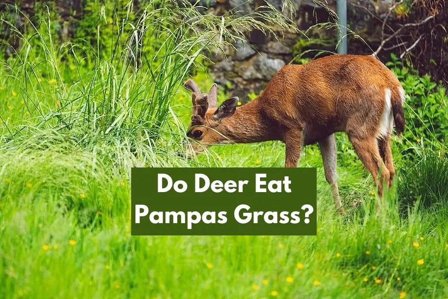 Do Deer Eat Pampas Grass