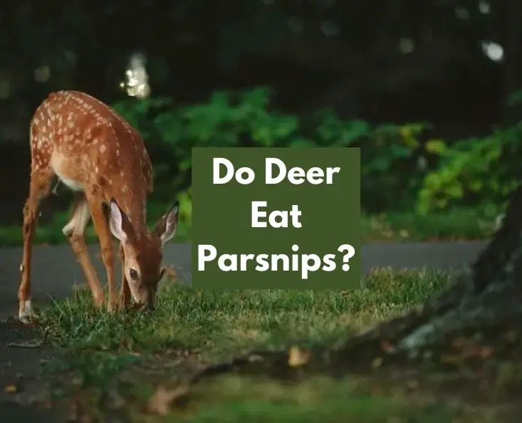 Do Deer Eat Parsnips
