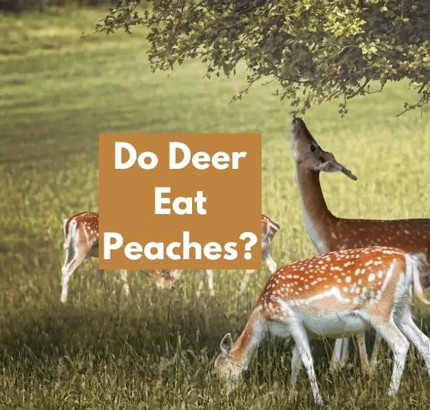 Do Deer Eat Peaches