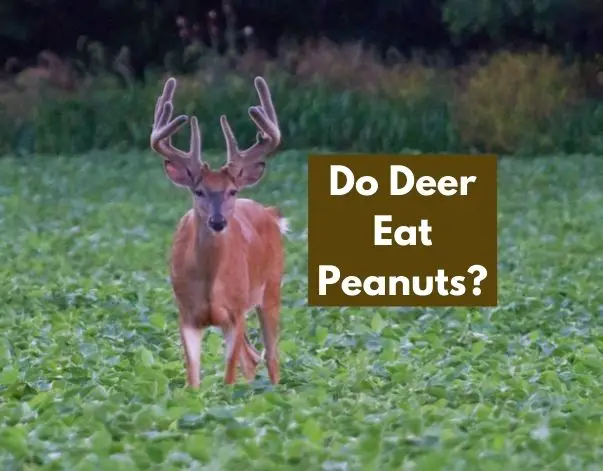 Do Deer Eat Peanuts