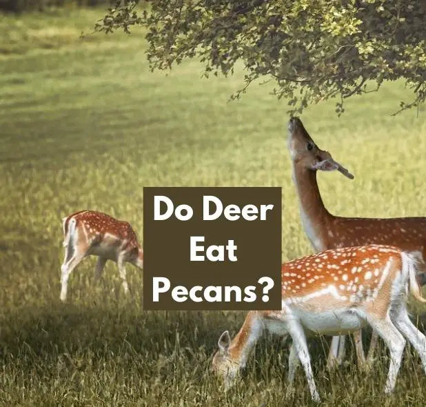 Do Deer Eat Pecans