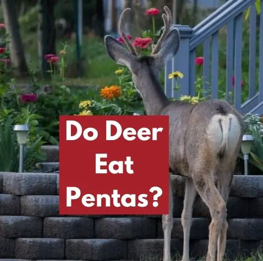 Do Deer Eat Pentas