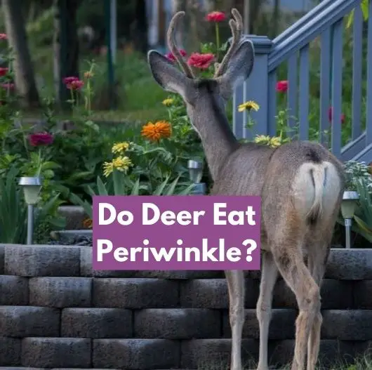 Do Deer Eat Periwinkle