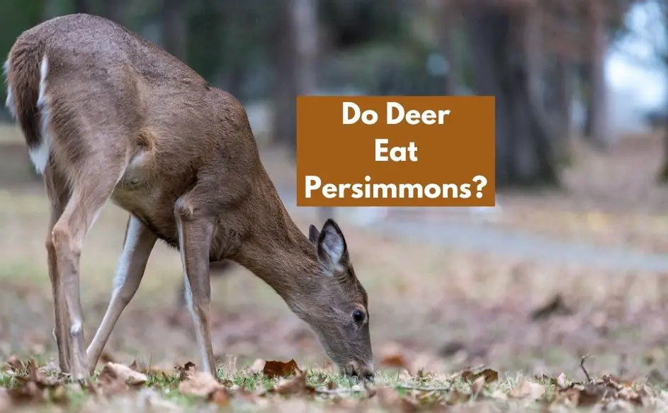 Do Deer Eat Persimmons