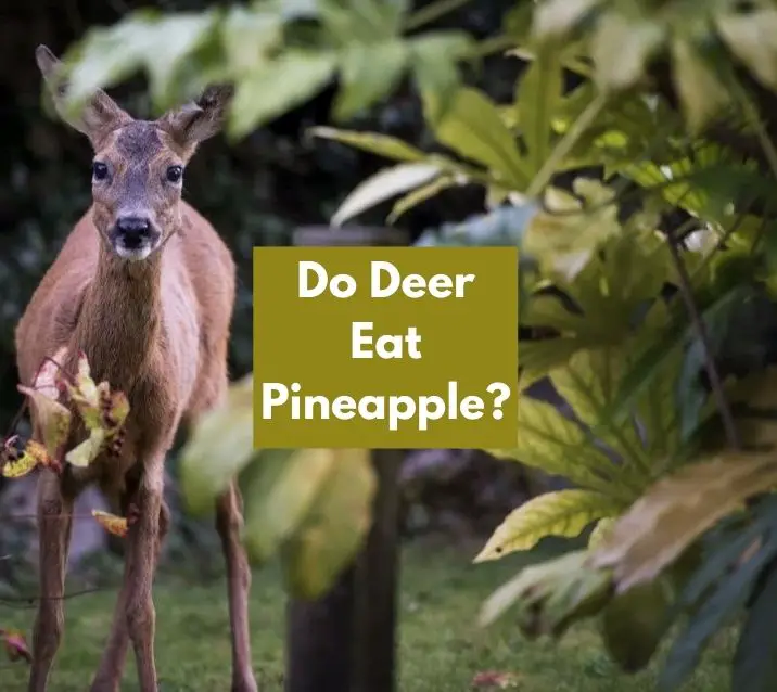 Do Deer Eat Pineapple