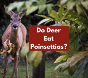 Do Deer Eat Poinsettias?