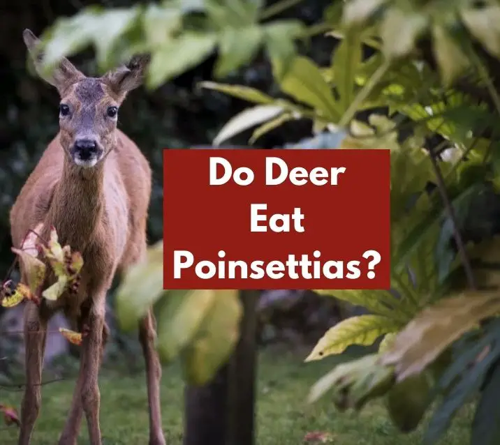 Do Deer Eat Poinsettias