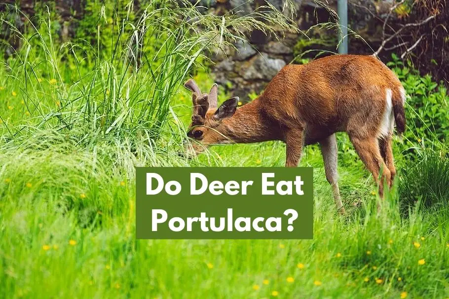 Do Deer Eat Portulaca