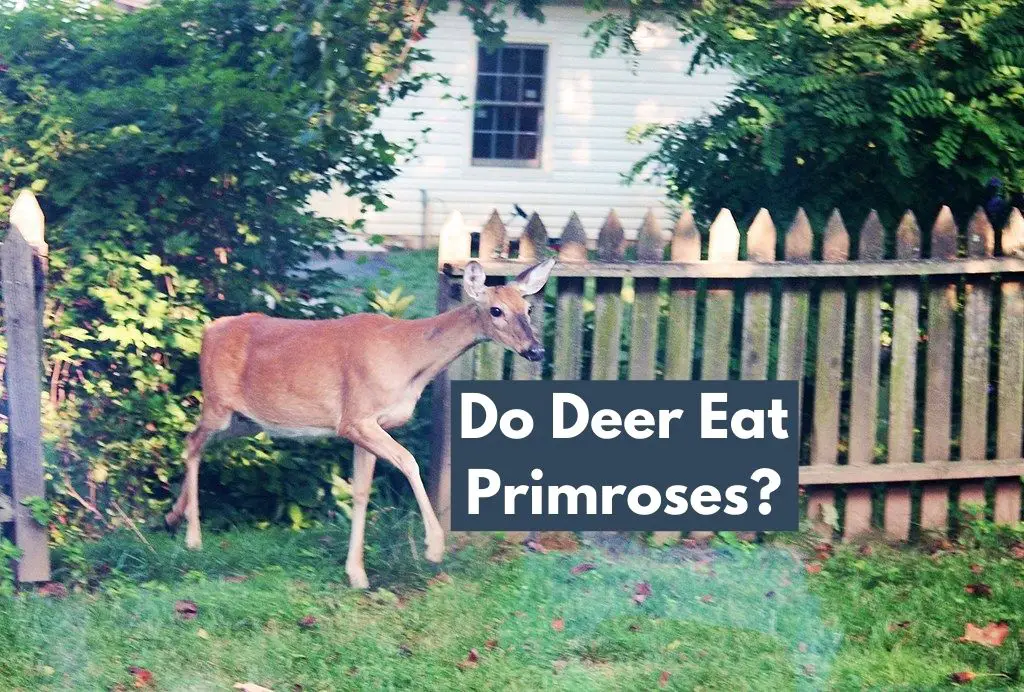 Do Deer Eat Primroses