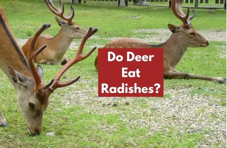 Do Deer Eat Radishes