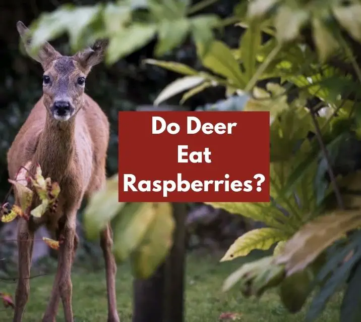 Do Deer Eat Raspberries