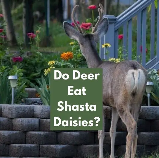 Do Deer Eat Shasta Daisies
