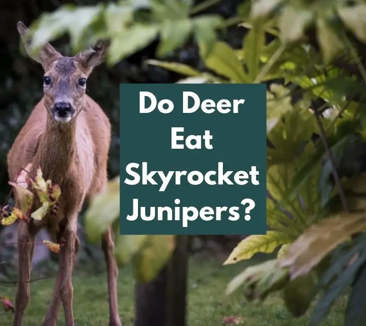 Do Deer Eat Skyrocket Junipers