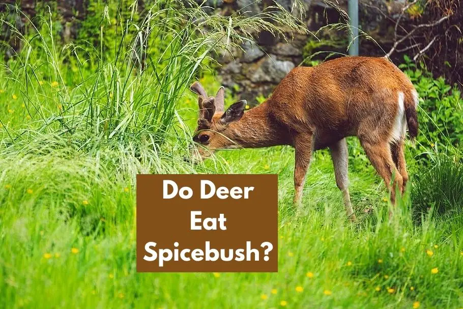Do Deer Eat Spicebush