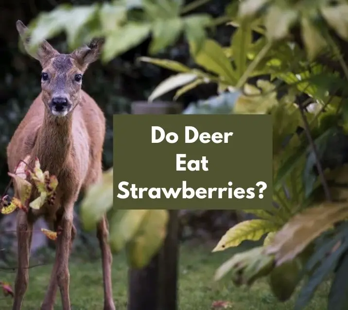 Do Deer Eat Strawberries