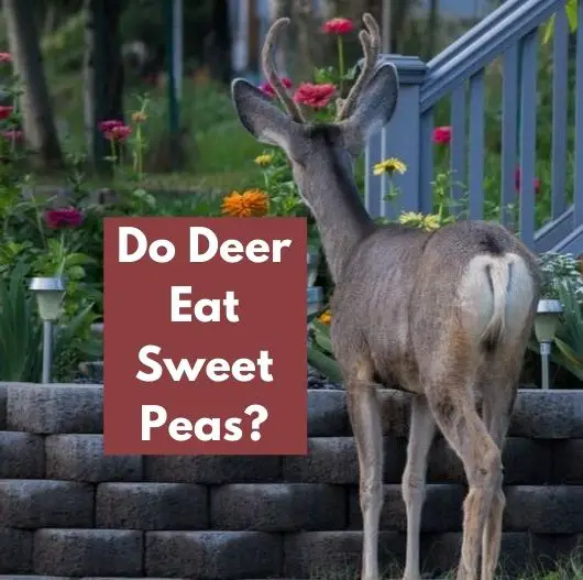 Do Deer Eat Sweet Peas