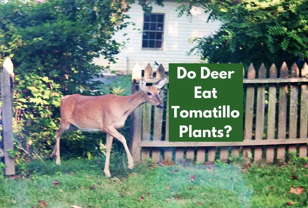Do Deer Eat Tomatillo Plants