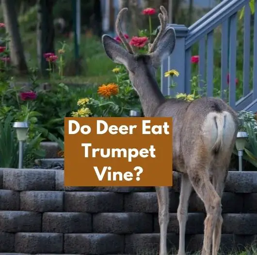 Do Deer Eat Trumpet Vine