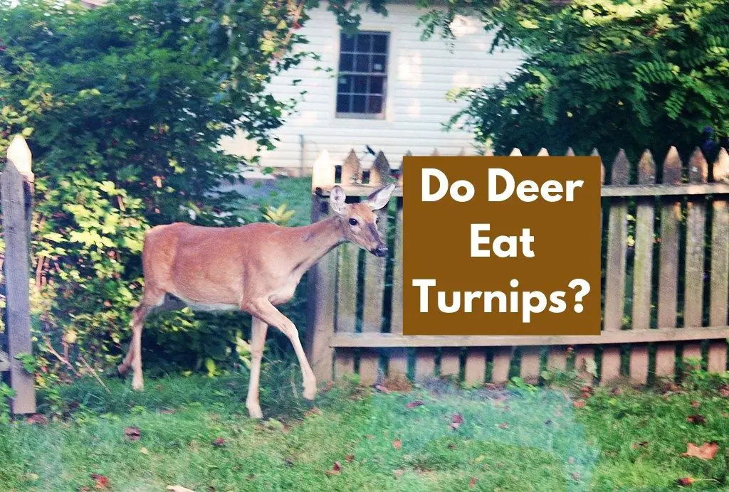 Do Deer Eat Turnips