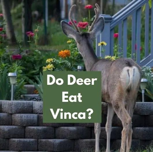 Do Deer Eat Vinca