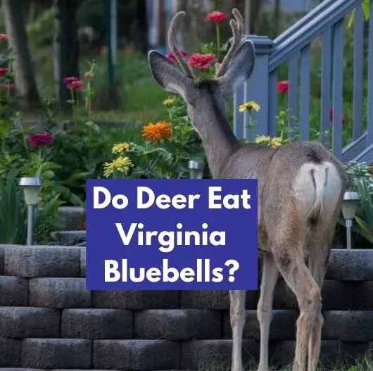 Do Deer Eat Virginia Bluebells