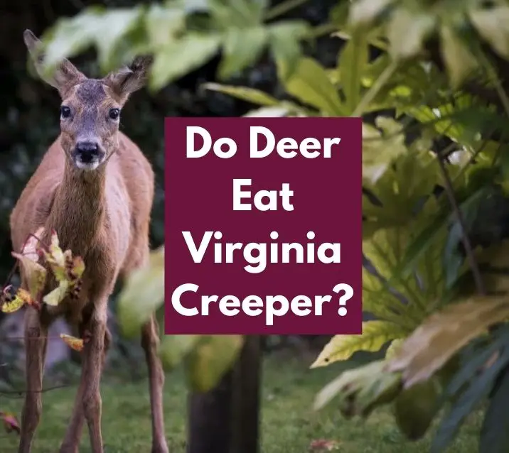 Do Deer Eat Virginia Creeper