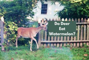 Do Deer Eat Watermelon?