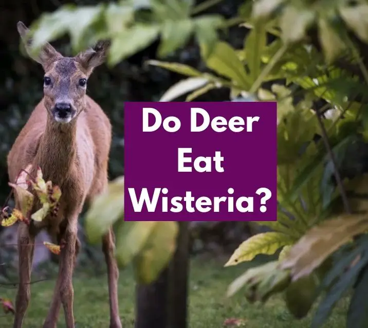 Do Deer Eat Wisteria