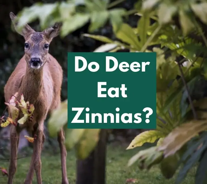 Do Deer Eat Zinnias