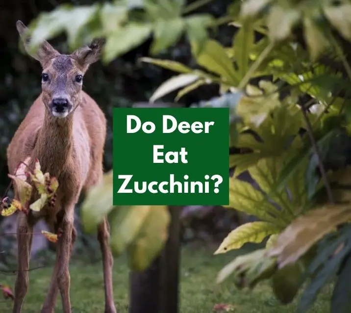 Do Deer Eat Zucchini