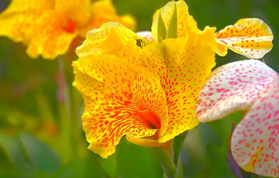 How Do I Keep Deer From Eating My Canna Lilies