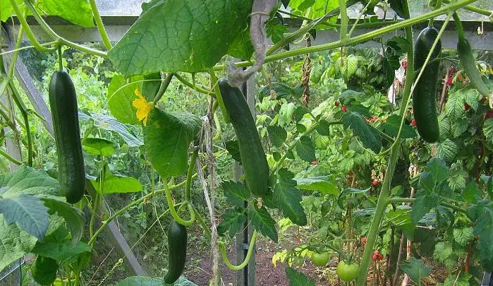 How Do I Keep Deer From Eating My Cucumbers