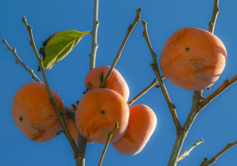 How Do I Keep Deer From Eating My Persimmon Trees