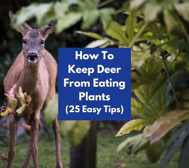 How To Keep Deer From Eating Plants (25 Easy Tips)
