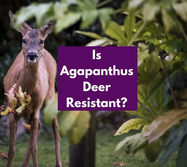Is Agapanthus Deer Resistant