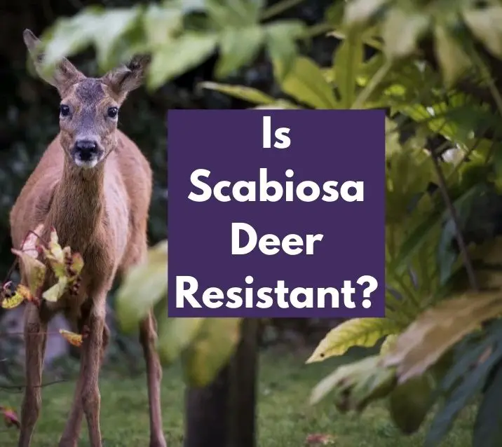 Is Scabiosa Deer Resistant