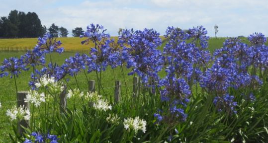 are agapanthus deer resistant