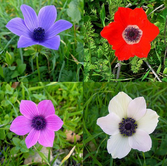 are anemone deer resistant