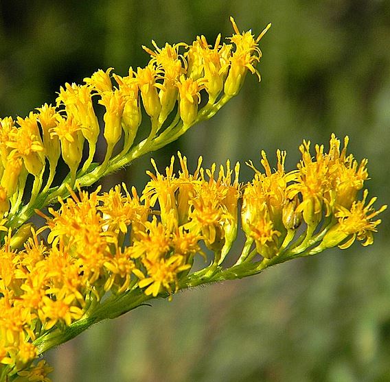 are goldenrod deer resistant