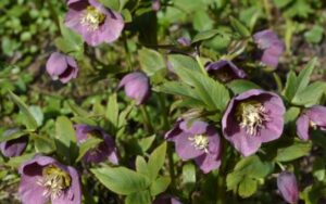 Do Deer Eat Hellebores & Lenten Roses? Everything You Need To Know