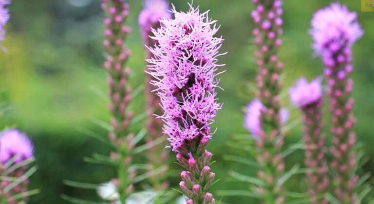 Do Deer Eat Liatris (Blazing Star)?