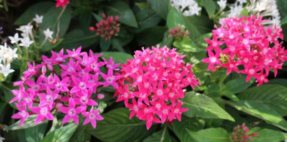 are pentas deer resistant