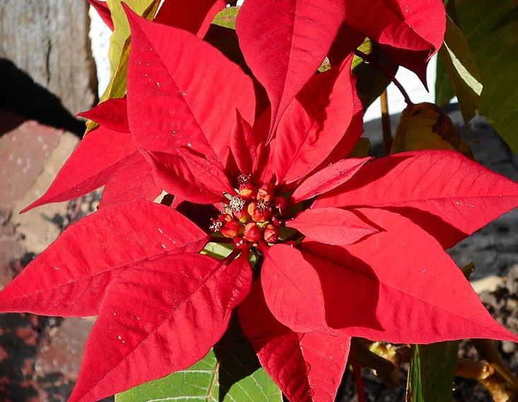 are poinsettias deer resistant