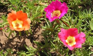 Do Deer Eat Portulaca? 12 Quick & Easy Ways To Stop Them