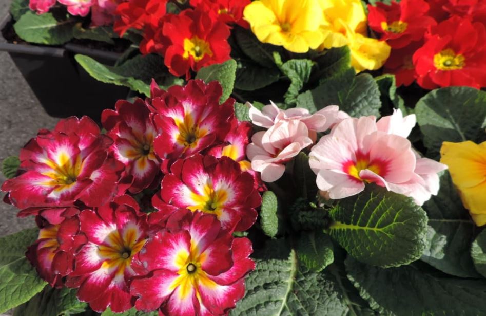 are primroses deer resistant