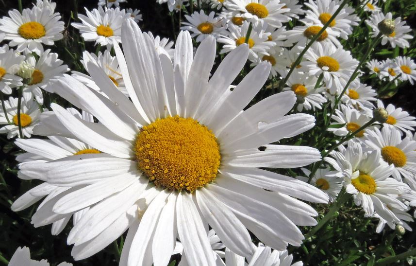 are shasta daisies deer resistant