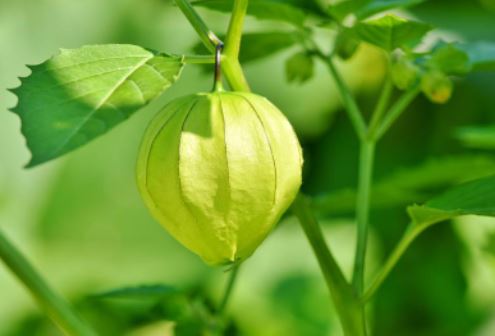 are tomatillos deer resistant