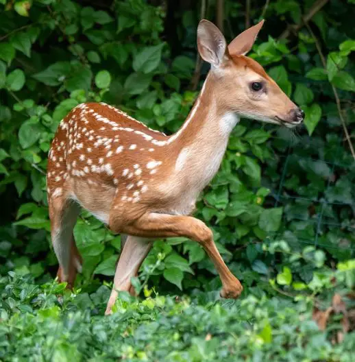 can deer eat mulberry trees