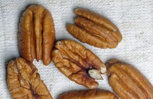 Do Deer Eat Pecans? (Everything You Need To Know) - The Fun Outdoors